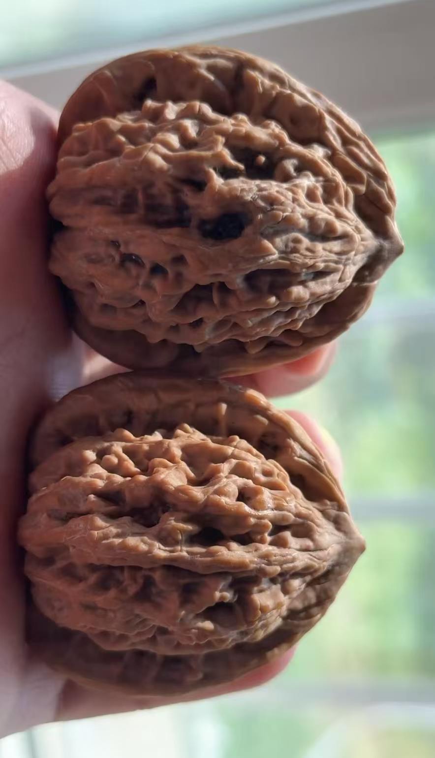 Tiger‑Head Walnut Pair | Classic Heritage Variety | Great Choice for Enthusiast| 43mm