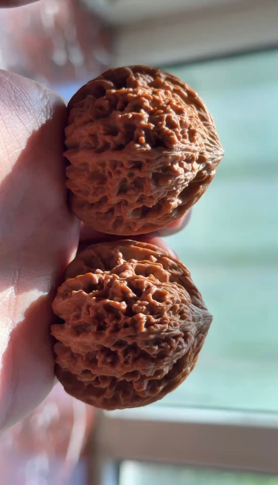Mantianxing Walnut Pair | Classic Heritage Variety | Great Choice for Enthusiast| 43mm