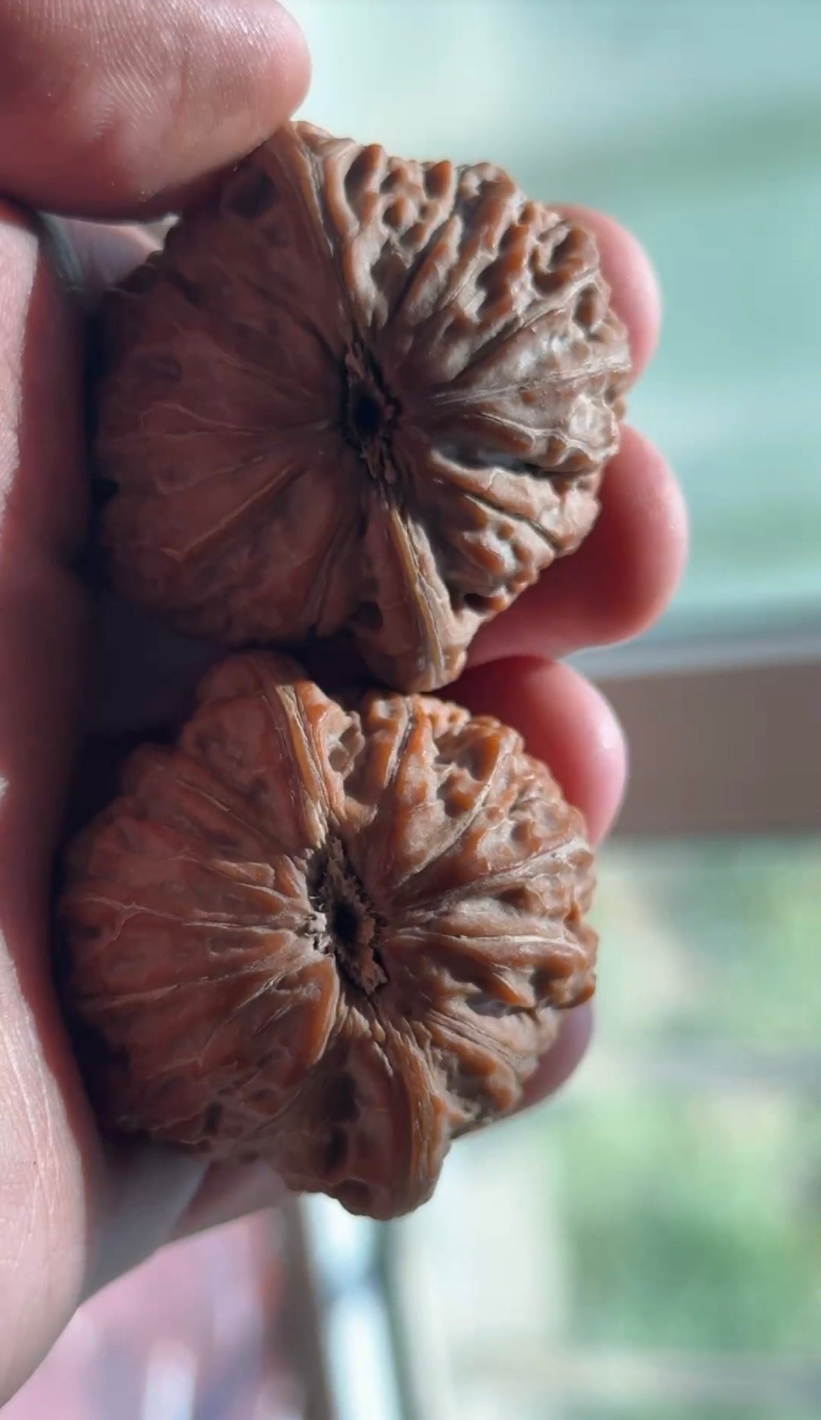 Tiechui Walnut Pair | Classic Heritage Variety | Great Choice for Experienced Collectors| 40mm