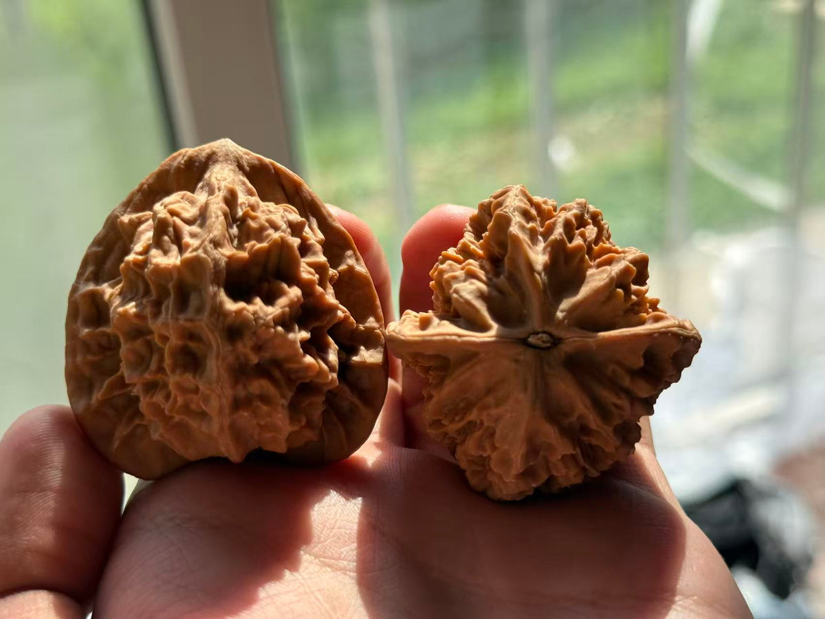 Dragon Pattern Walnut Pair | Classic Heritage Variety | Great Choice for Experienced Collectors| 44mm