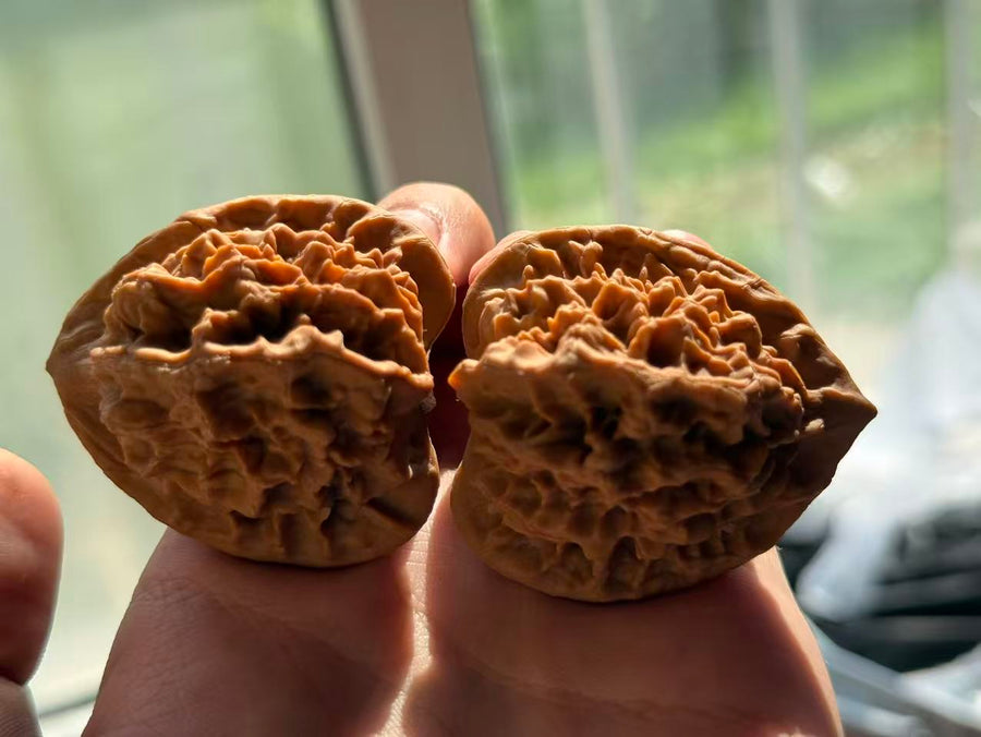Dragon Pattern Walnut Pair | Classic Heritage Variety | Great Choice for Experienced Collectors| 44mm