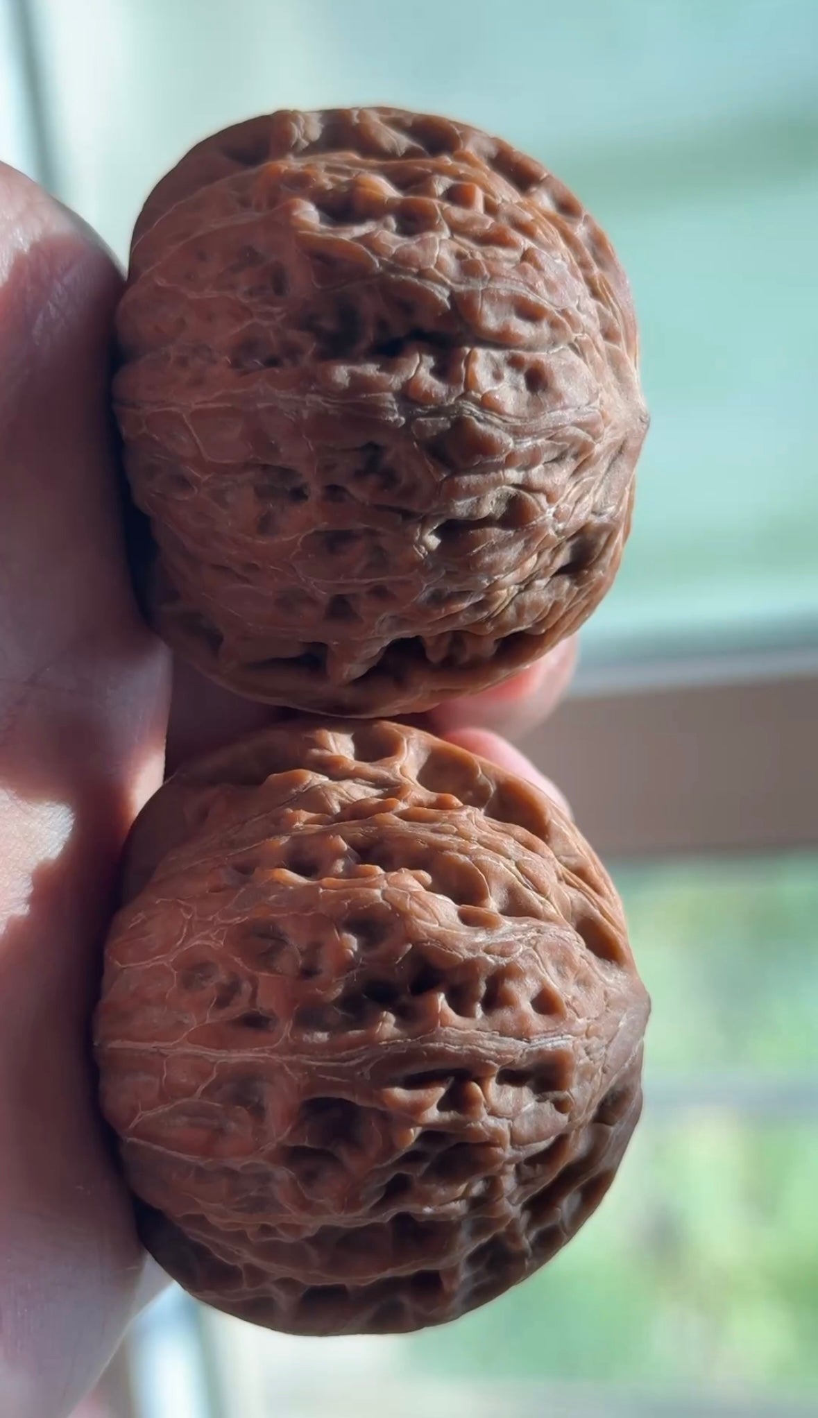 Tiechui Walnut Pair | Classic Heritage Variety | Great Choice for Experienced Collectors| 40mm