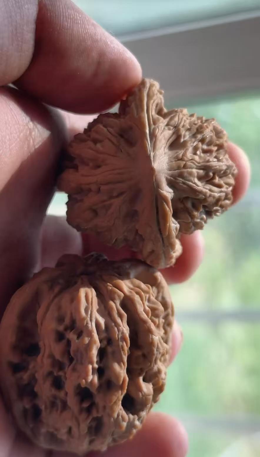 Tiger‑Head Walnut Pair | Classic Heritage Variety | Great Choice for Enthusiast| 43mm