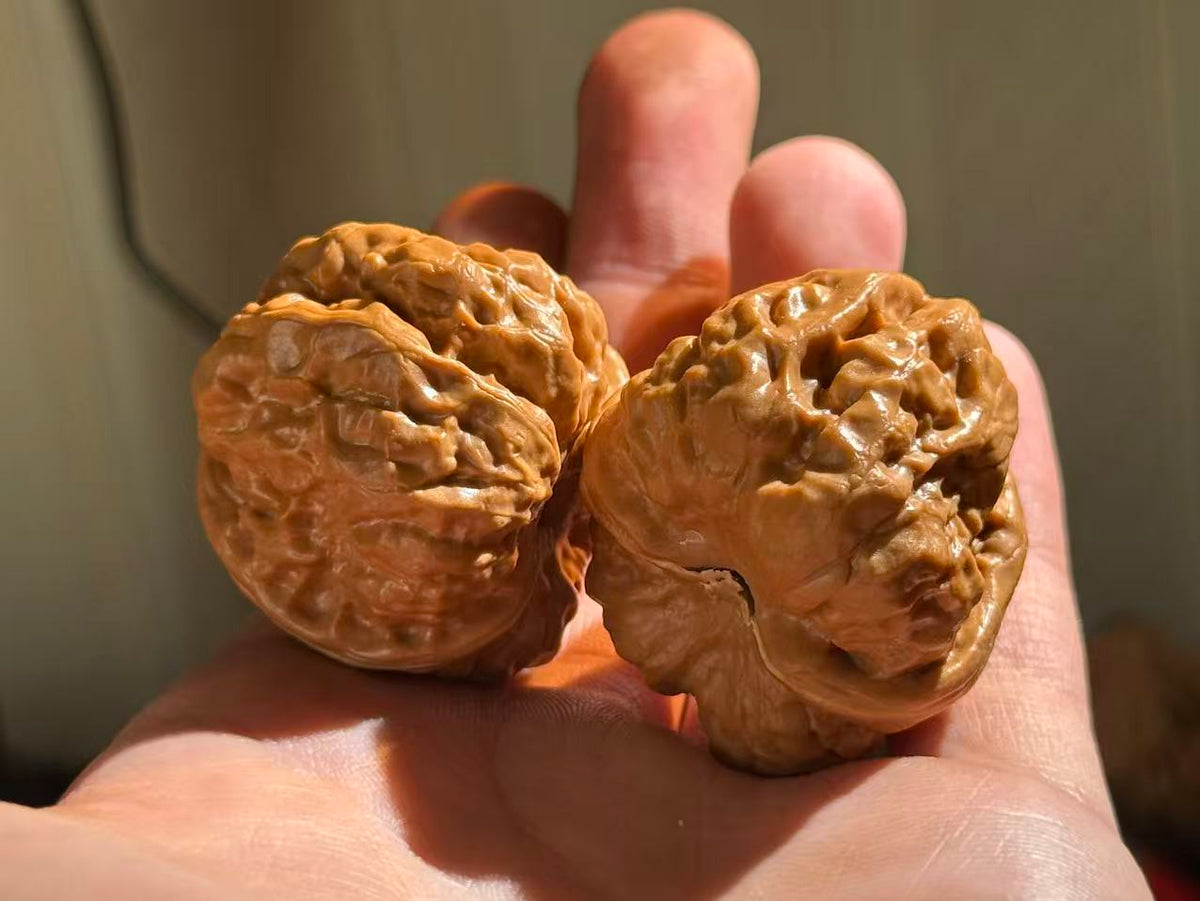 Toad Head Walnut Pair | Classic Heritage Variety | Great Choice for Beginners | 38mm