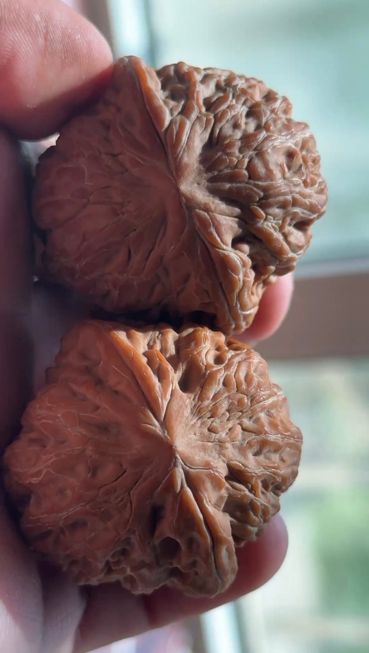 Tiechui Walnut Pair | Classic Heritage Variety | Great Choice for Experienced Collectors| 40mm