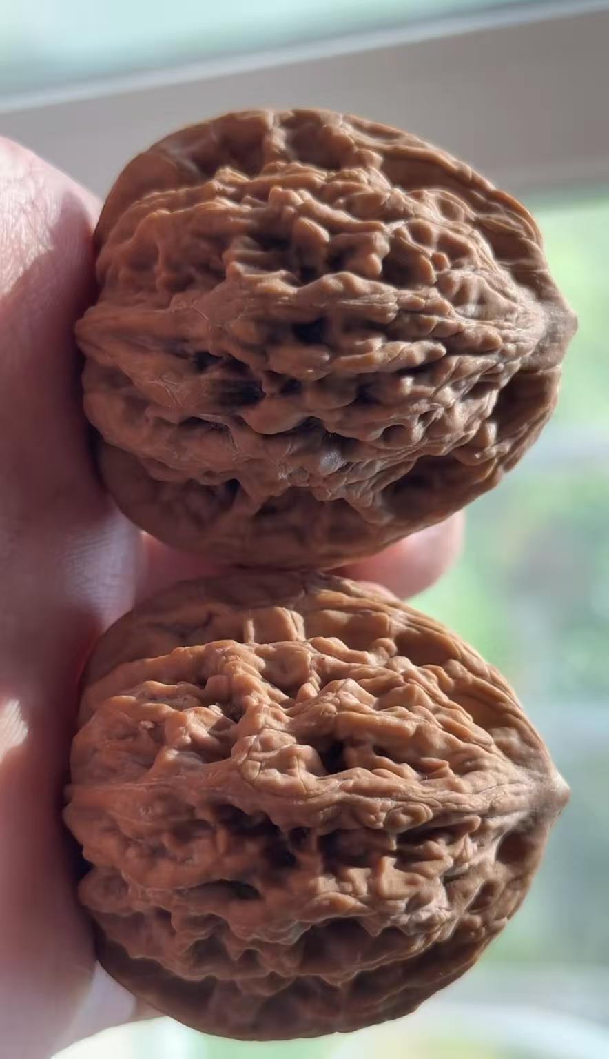 Tiger‑Head Walnut Pair | Classic Heritage Variety | Great Choice for Enthusiast| 43mm