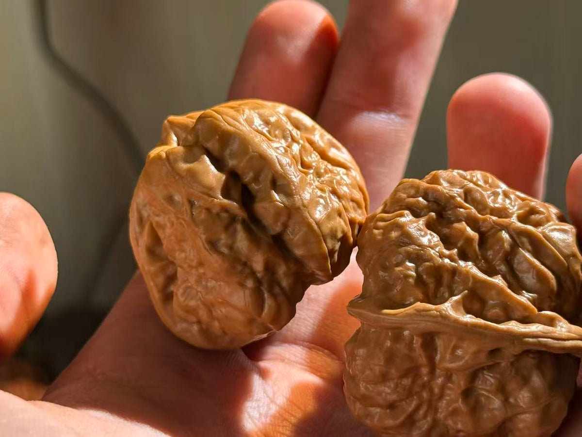 Toad Head Walnut Pair | Classic Heritage Variety | Great Choice for Beginners | 38mm